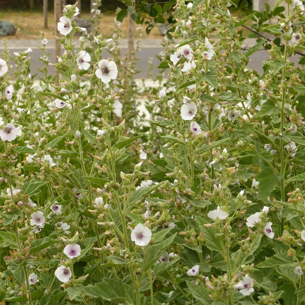 Guimauve officinale - Althaea officinalis