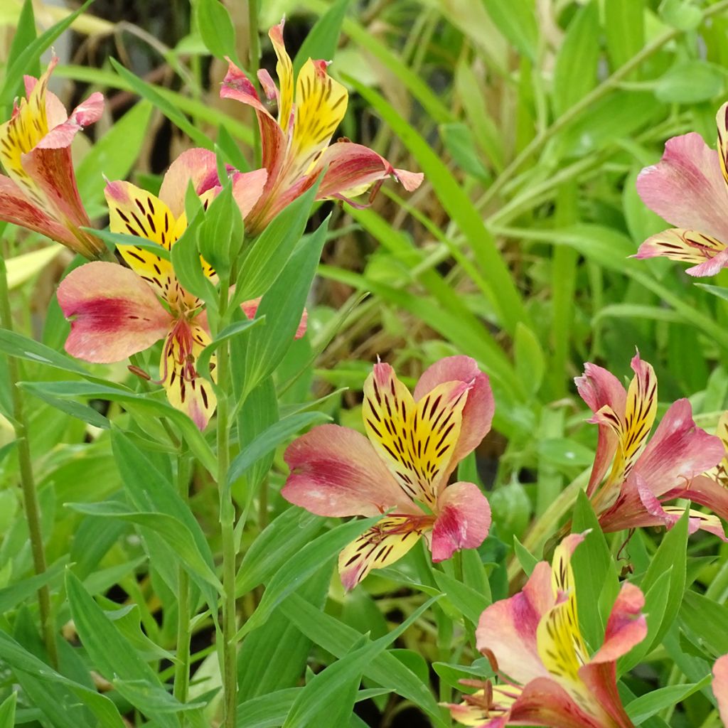 Alstroemeria Majestic Avrillé