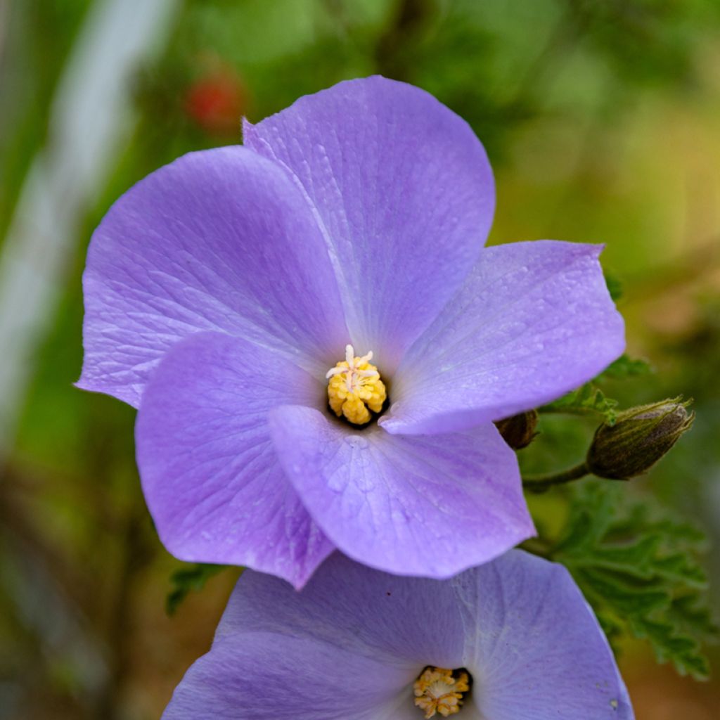 Alyogyne huegelii - Ibisco australiano