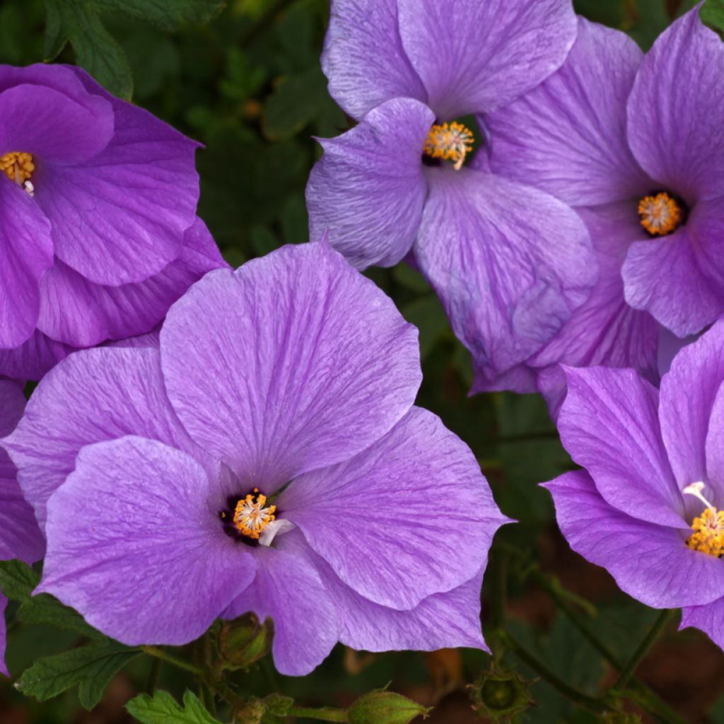 Alyogyne huegelii - Ibisco australiano