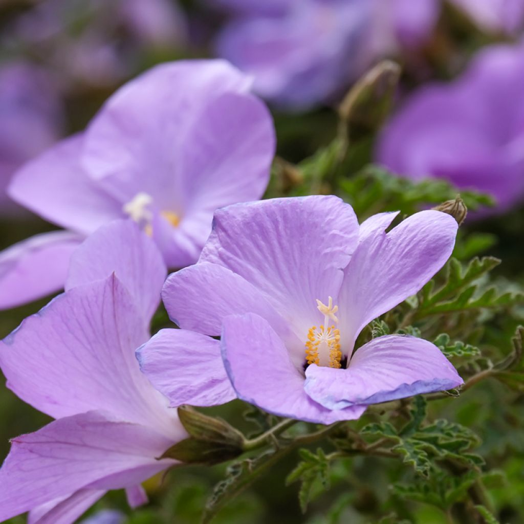 Alyogyne huegelii - Ibisco australiano