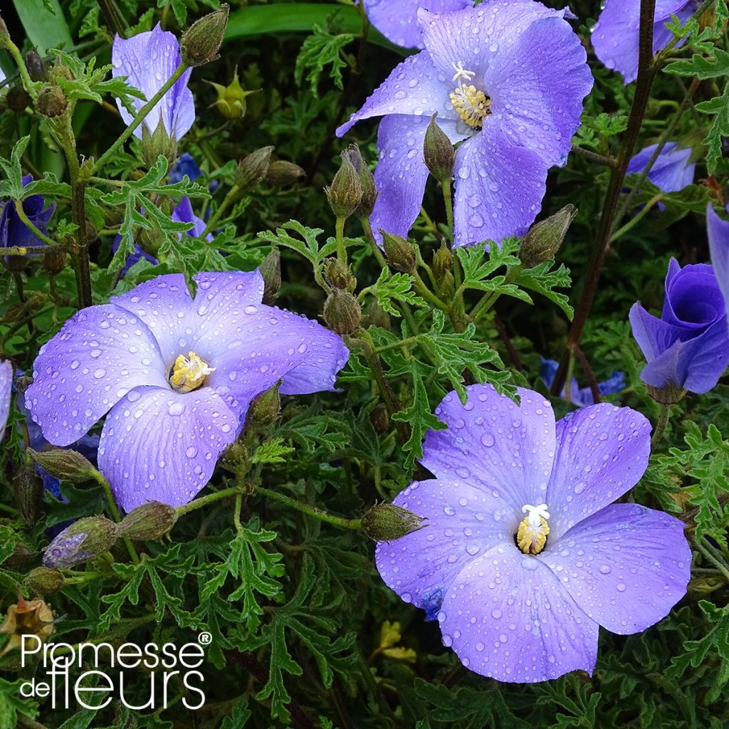 Alyogyne huegelii - Ibisco australiano