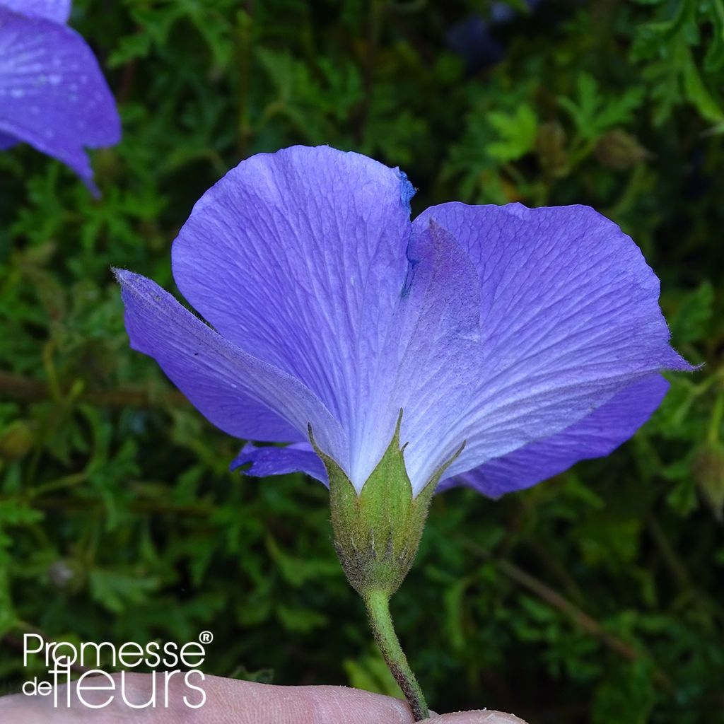 Alyogyne huegelii - Ibisco australiano