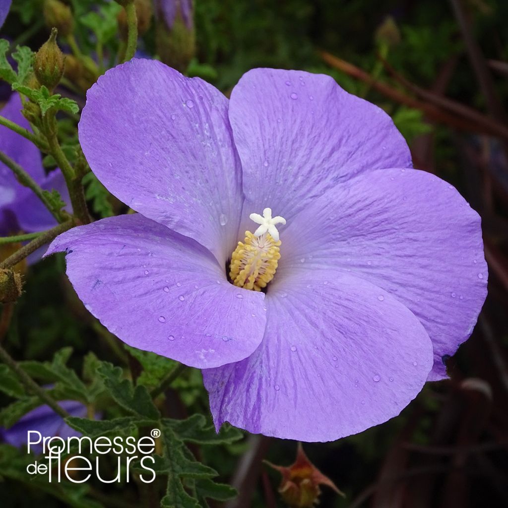 Alyogyne huegelii - Ibisco australiano