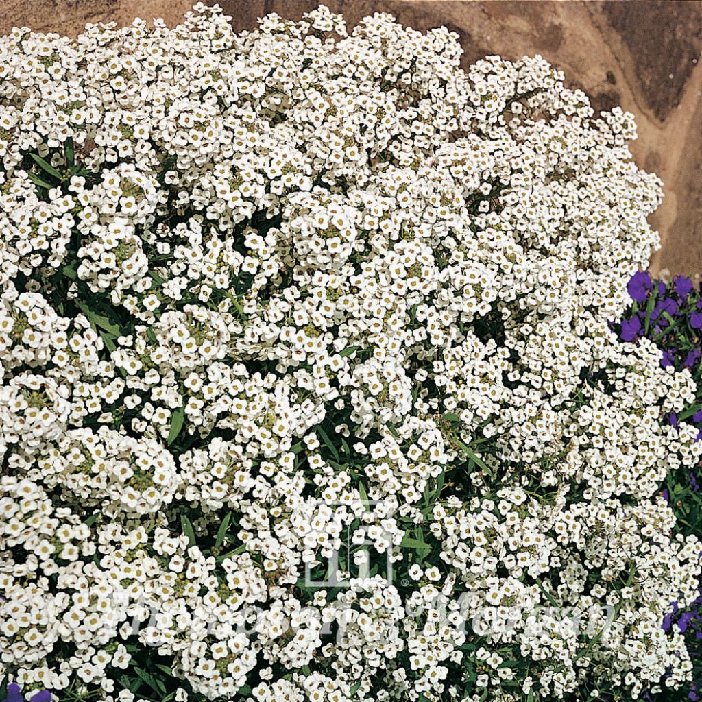 Lobularia maritima procumbens Carpet Of Snow - Alisso marittimo