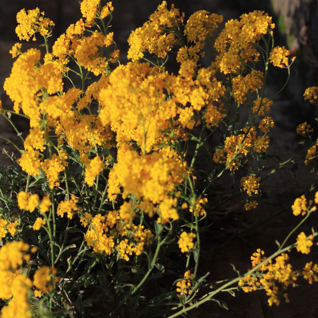 Alyssum saxatile Citrinum