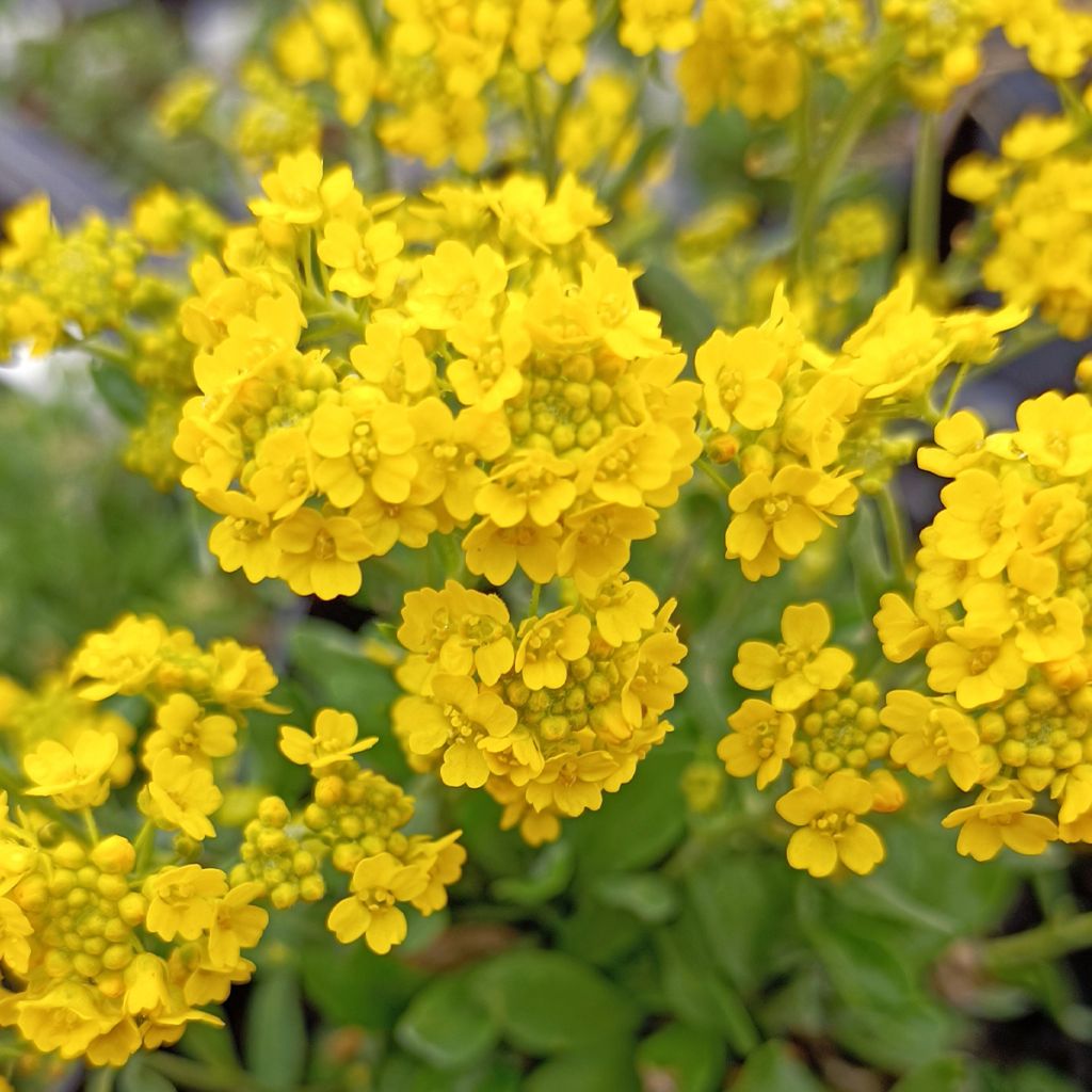 Alyssum saxatile Goldkugel - Corbeille d'Or à fleurs jaunes