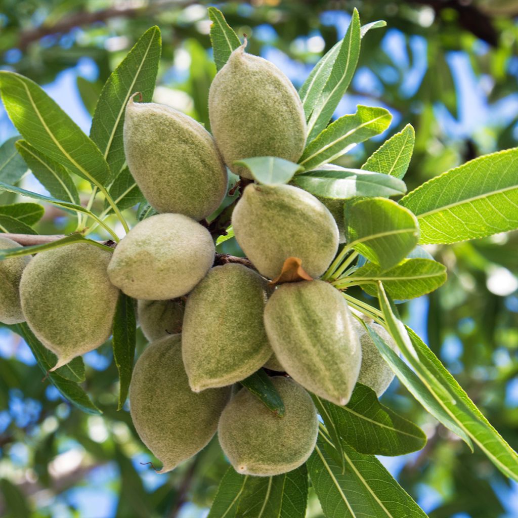 Mandorlo - Prunus dulcis