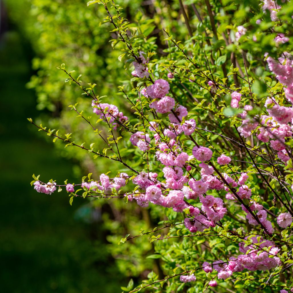 Prunus triloba - Mandorlo da fiore