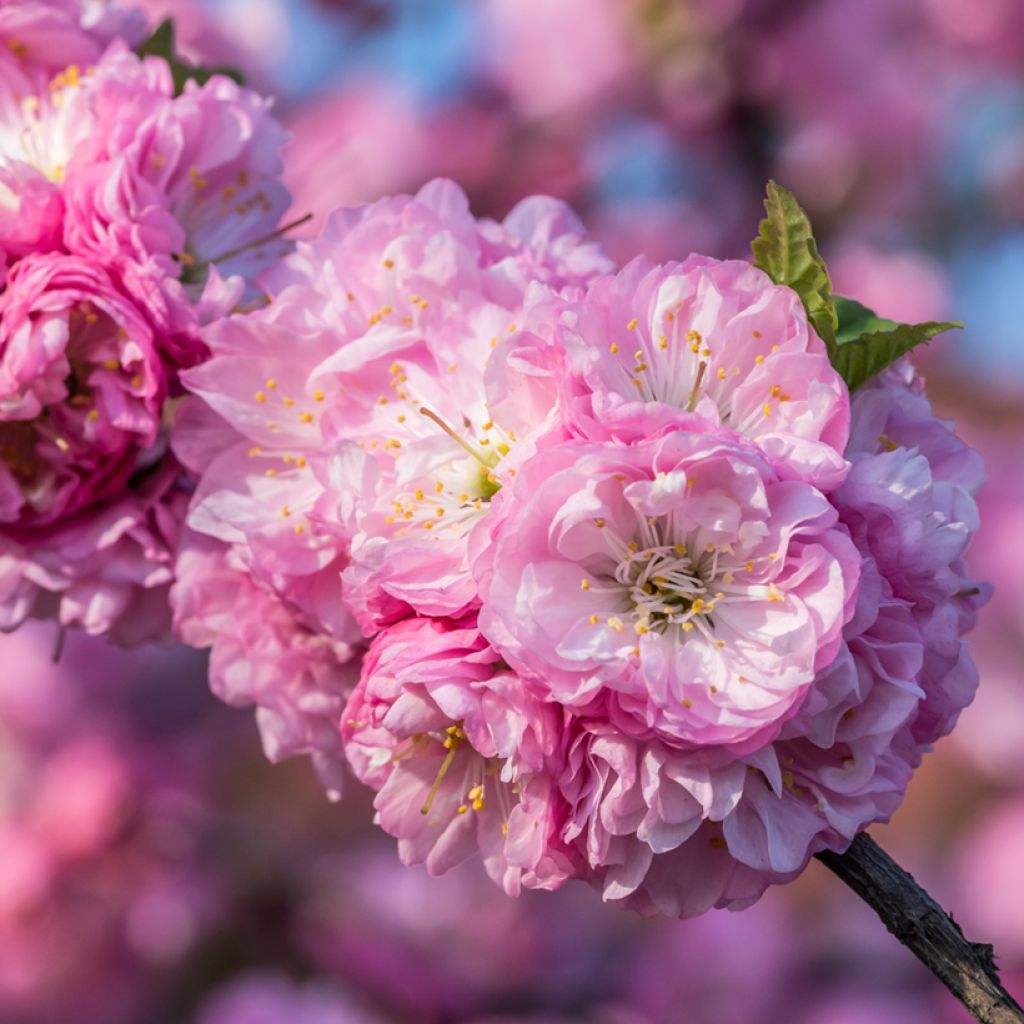 Prunus triloba - Mandorlo da fiore