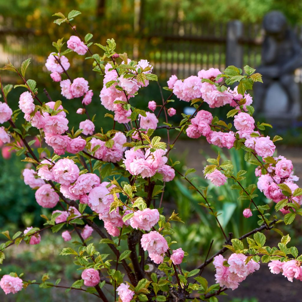 Prunus triloba - Mandorlo da fiore