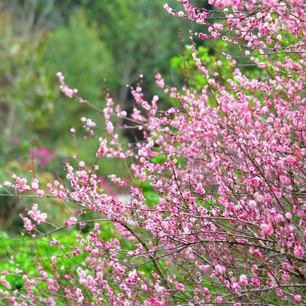 Prunus triloba - Mandorlo da fiore