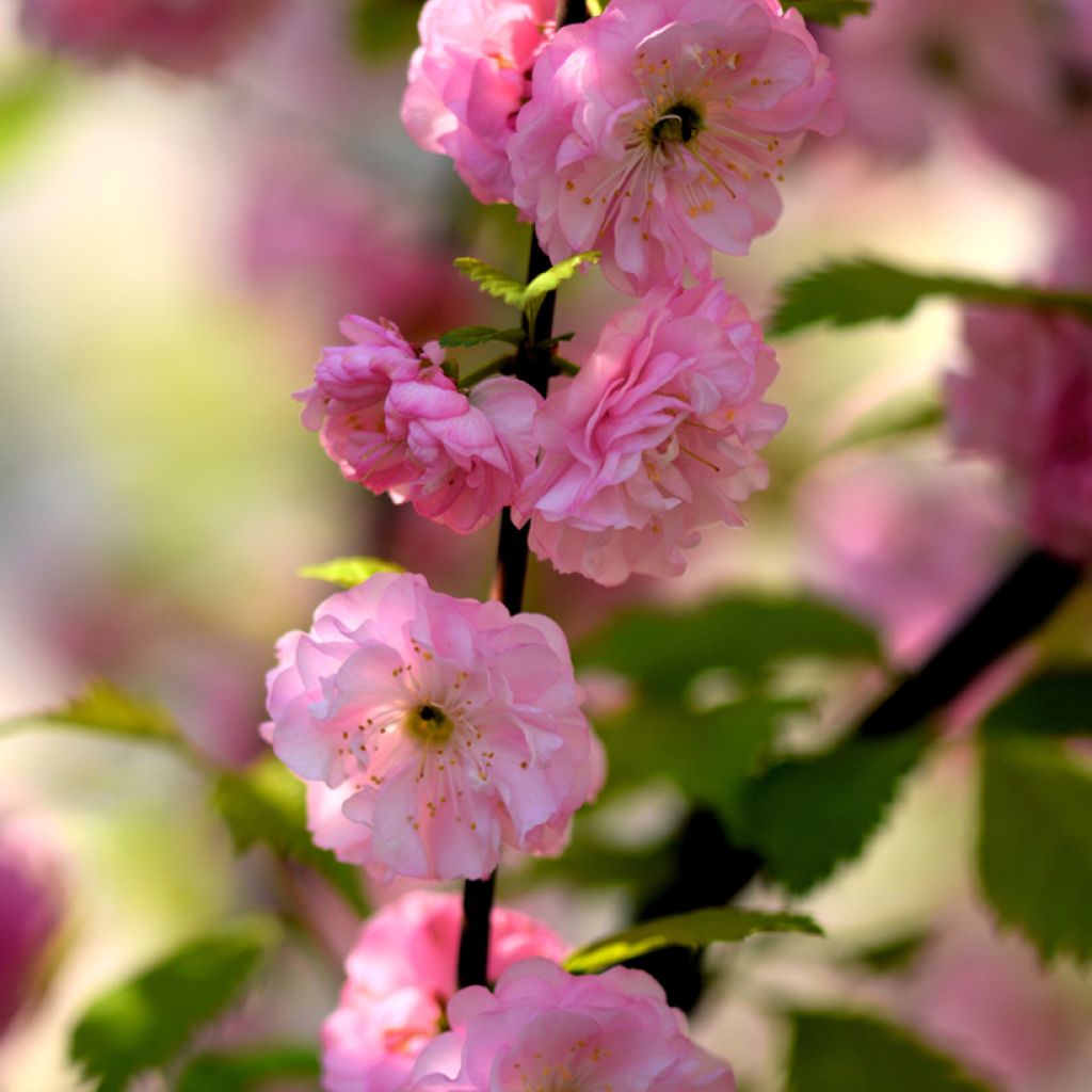 Prunus triloba - Mandorlo da fiore