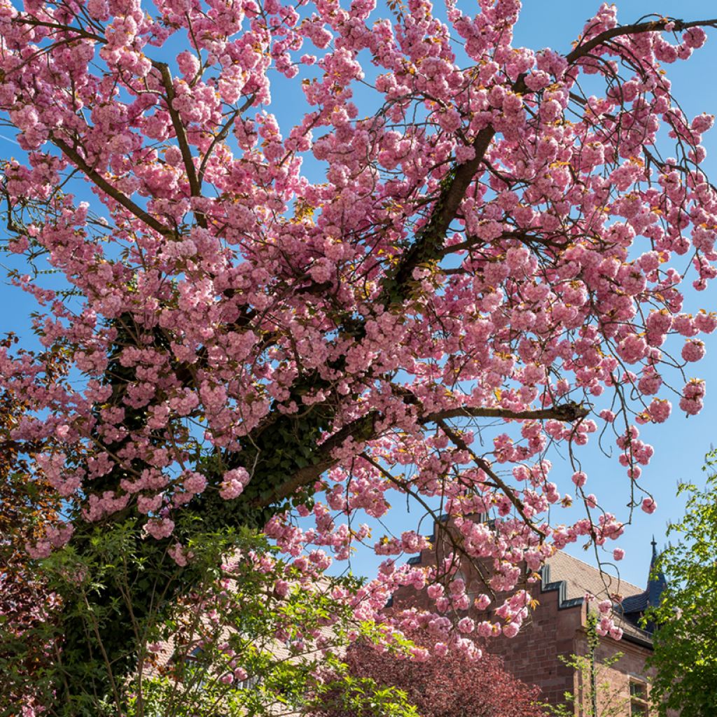 Prunus triloba - Mandorlo da fiore