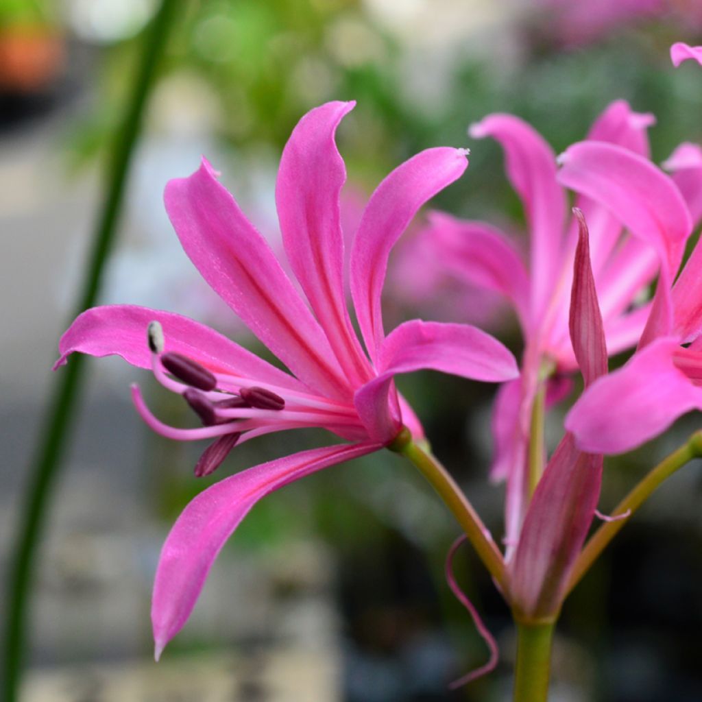 Amarine tubergenii Belladiva Tomoko