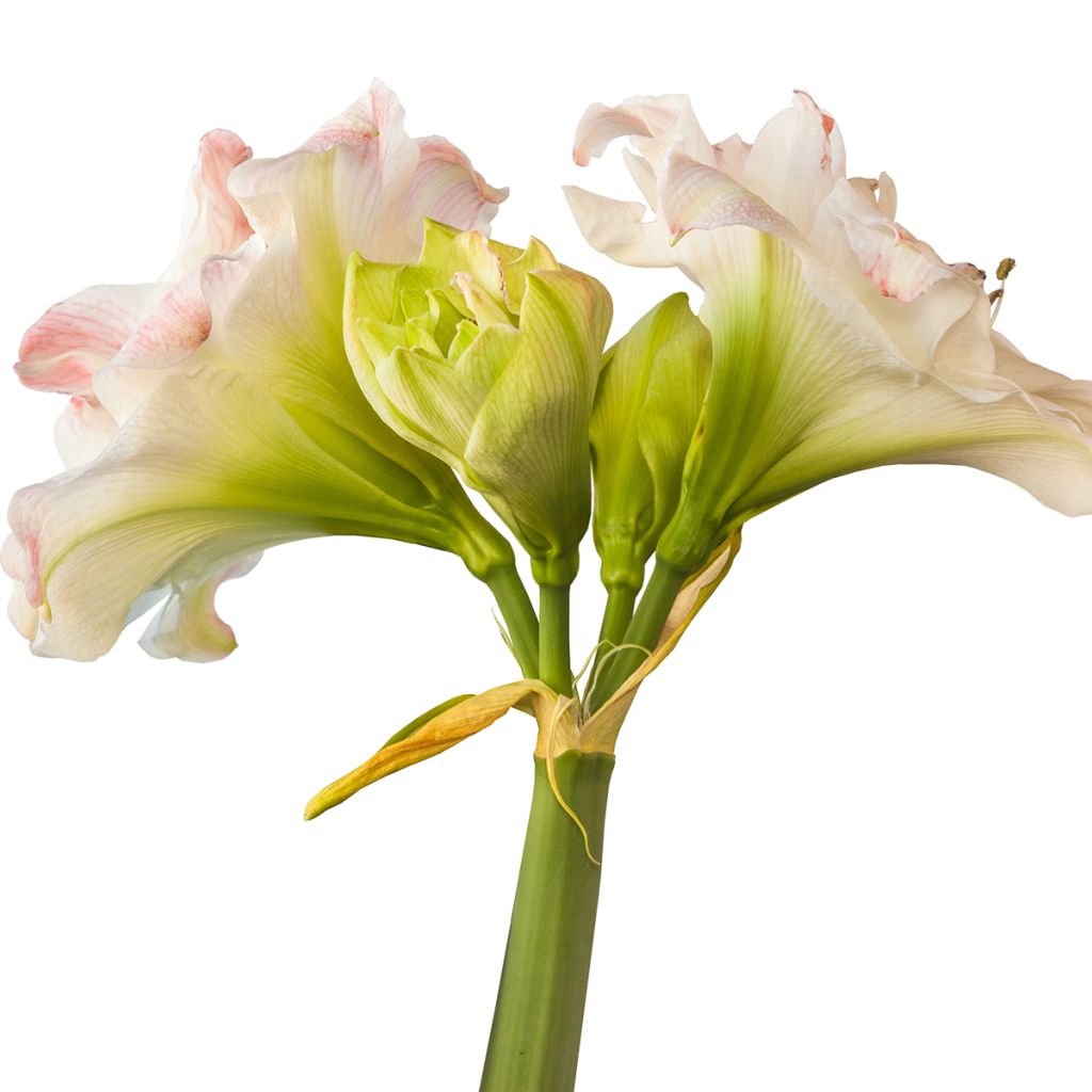 Amaryllis Amadeus Candy - Hippeastrum