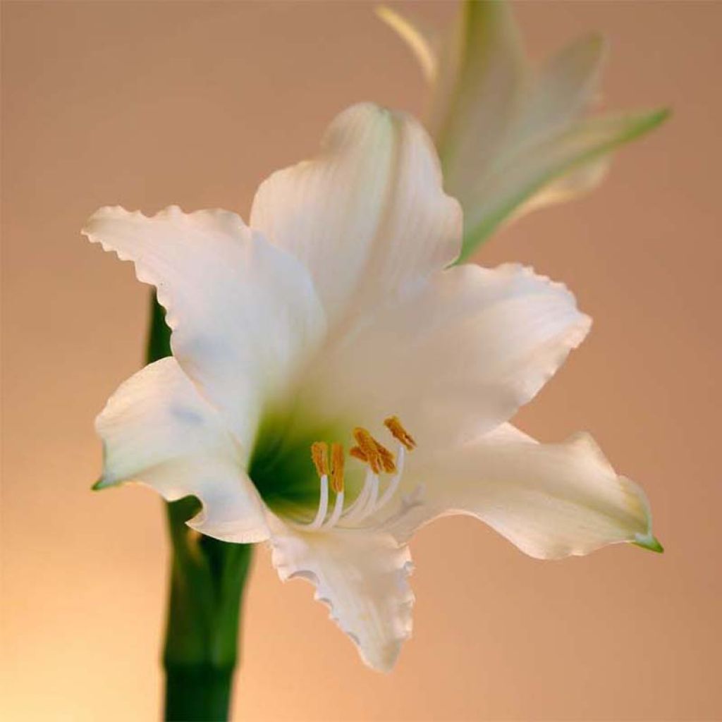 Amaryllis Amputo - Hippeastrum blanc pur.