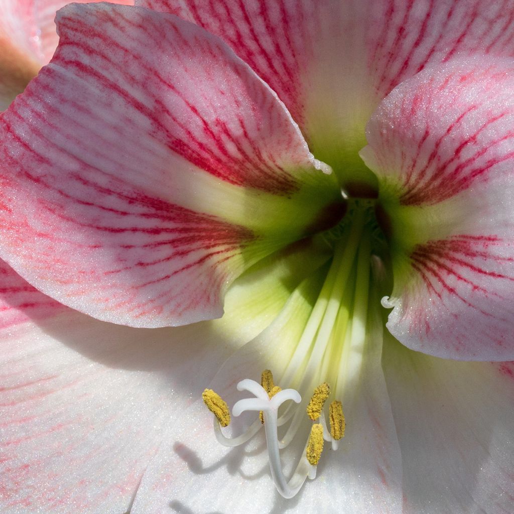 Amaryllis Apple Blossom - Hippeastrum