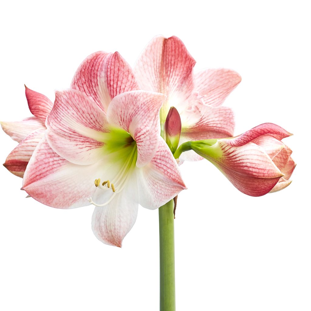 Amaryllis Apple Blossom - Hippeastrum