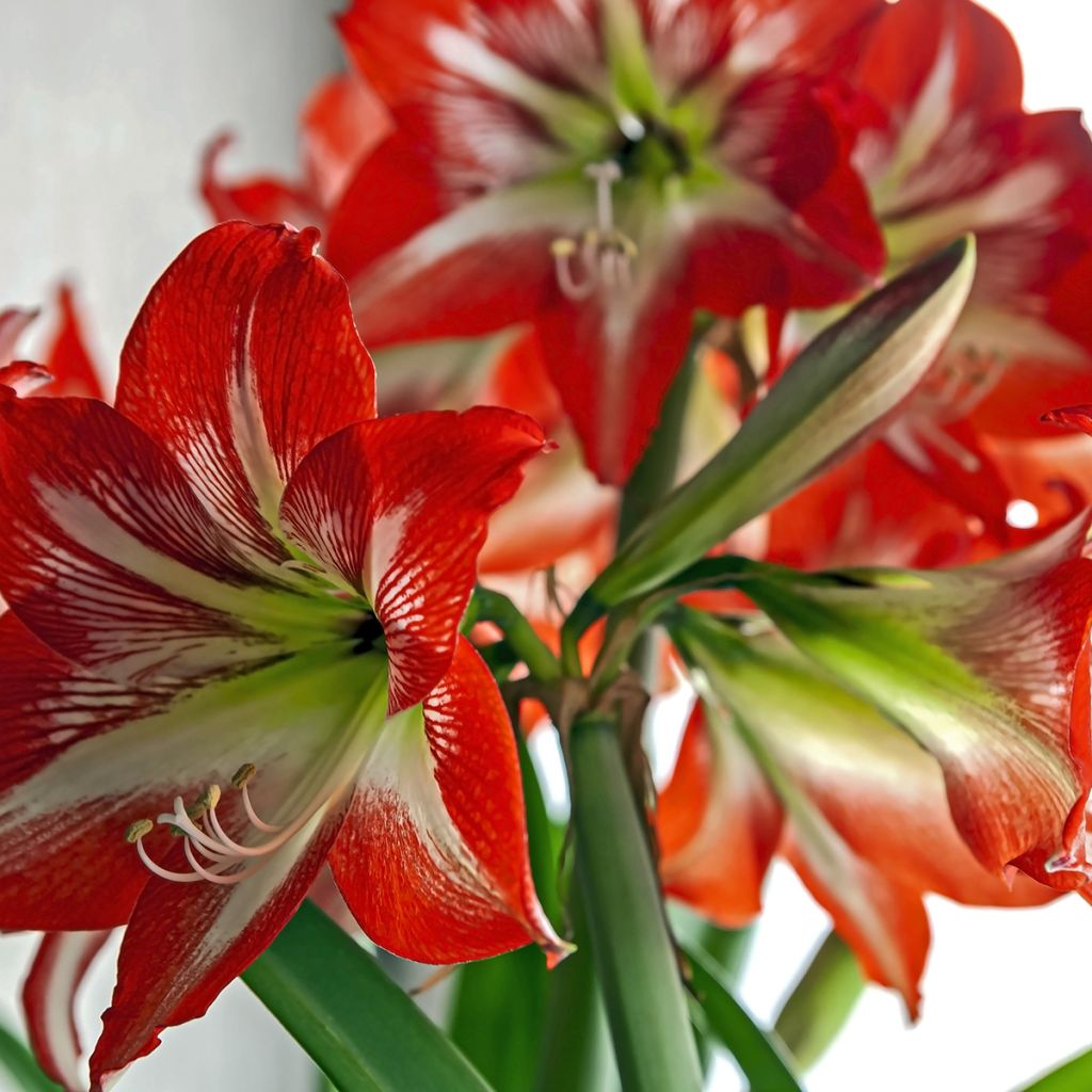 Amaryllis Baby Star - Hippeastrum