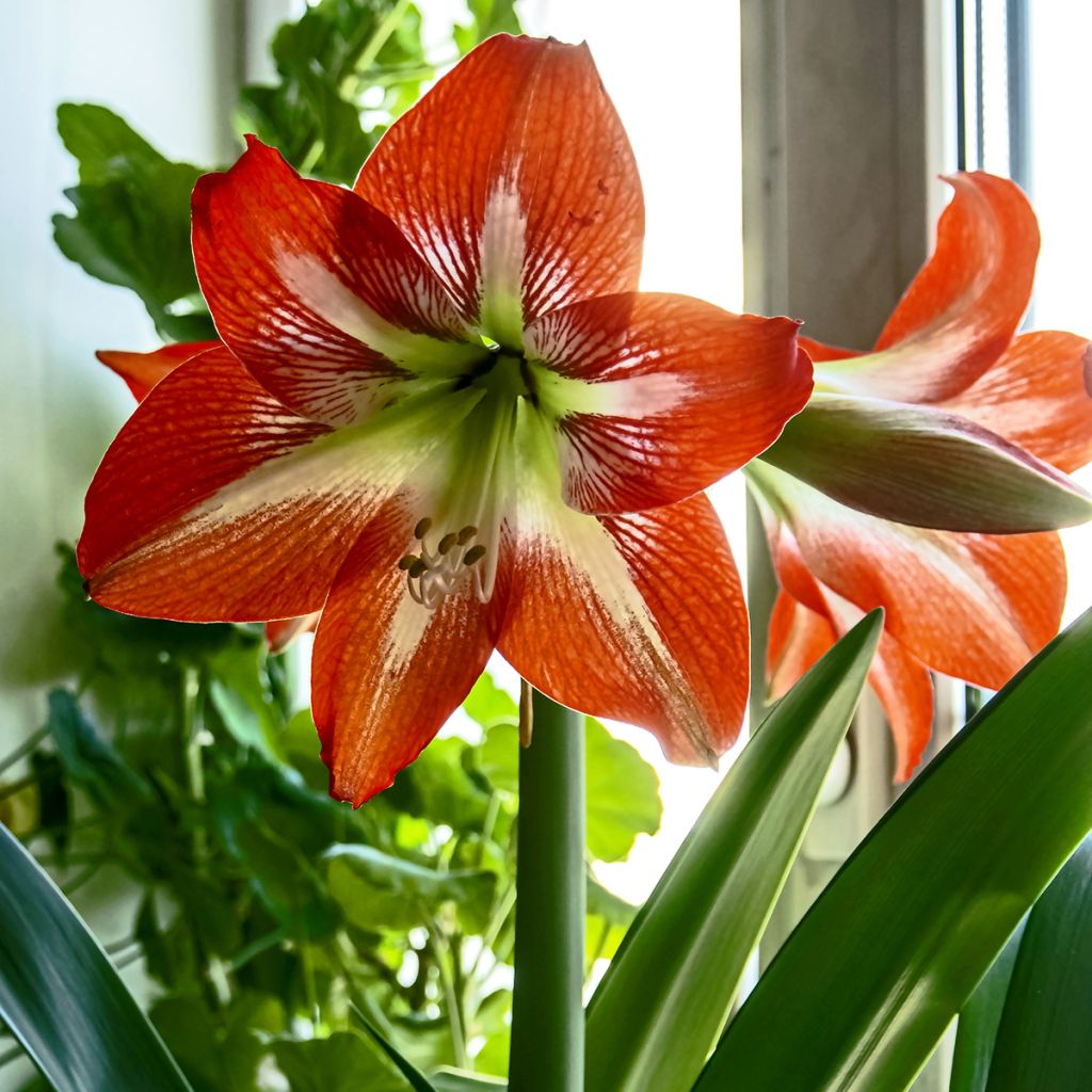 Amaryllis Baby Star - Hippeastrum