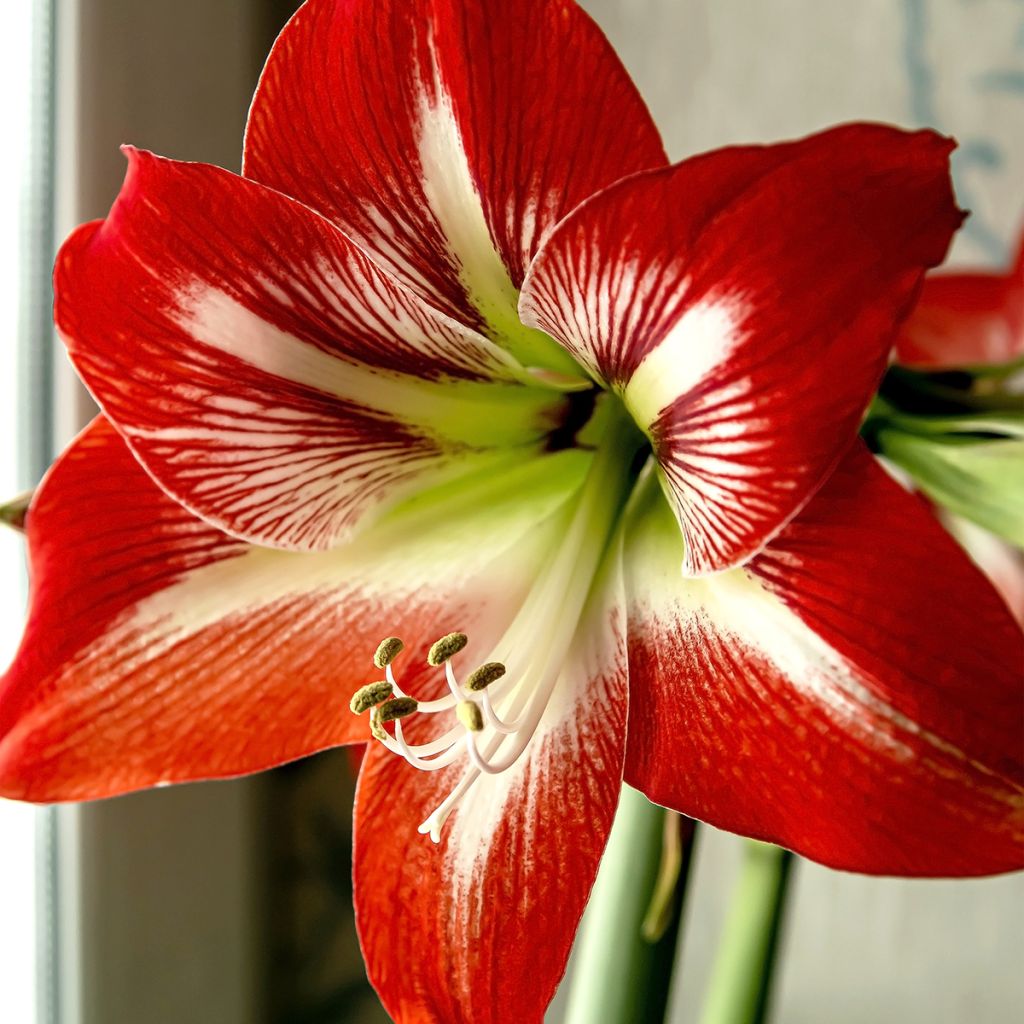 Amaryllis Baby Star - Hippeastrum