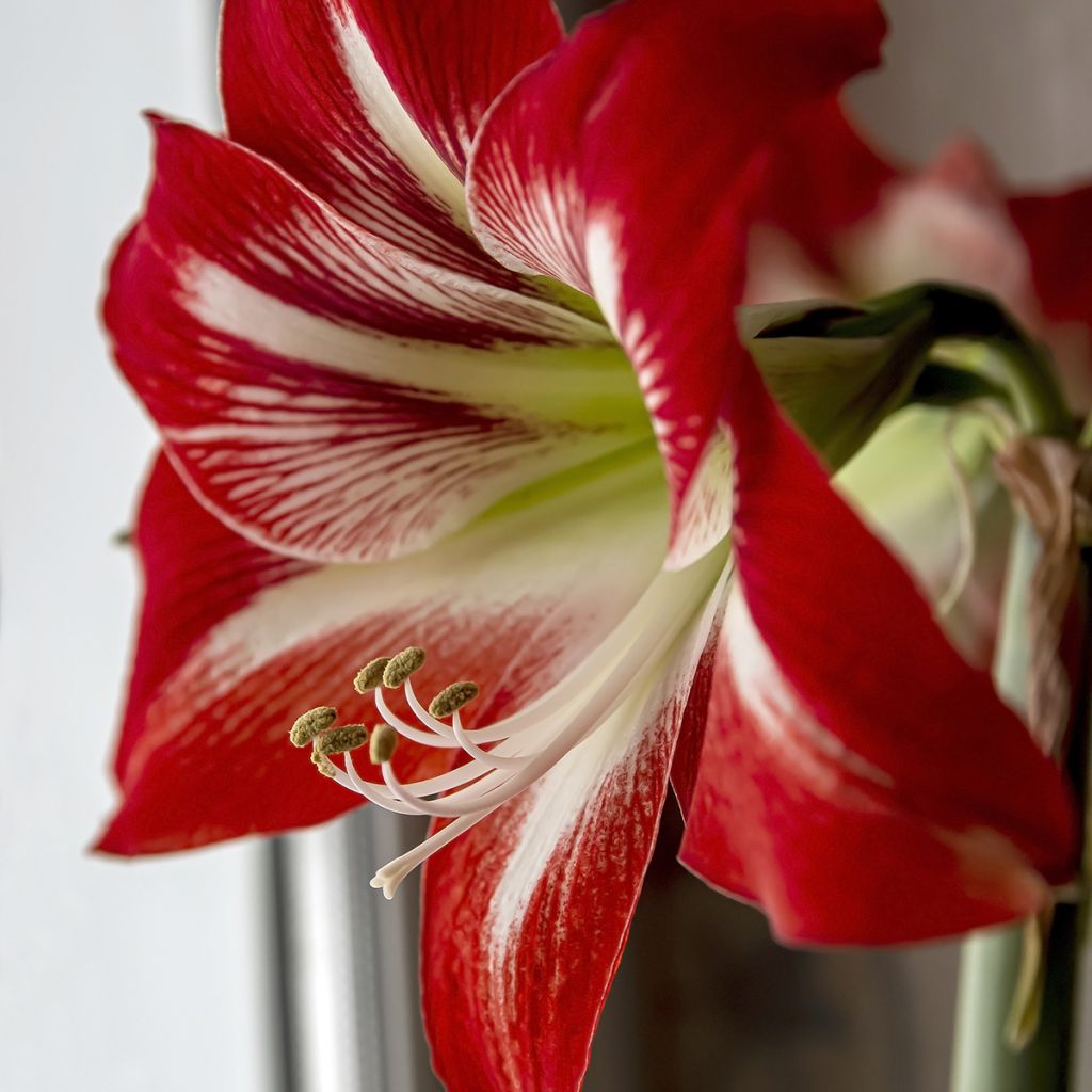 Amaryllis Baby Star - Hippeastrum