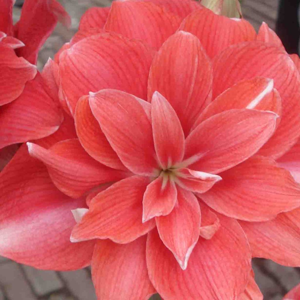 Amaryllis Double Dream - Hippeastrum