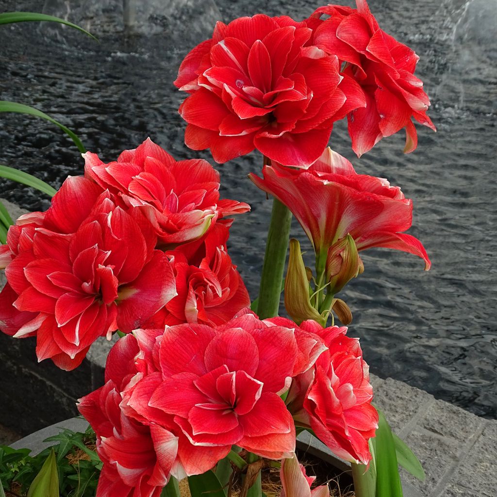 Amaryllis double Dream