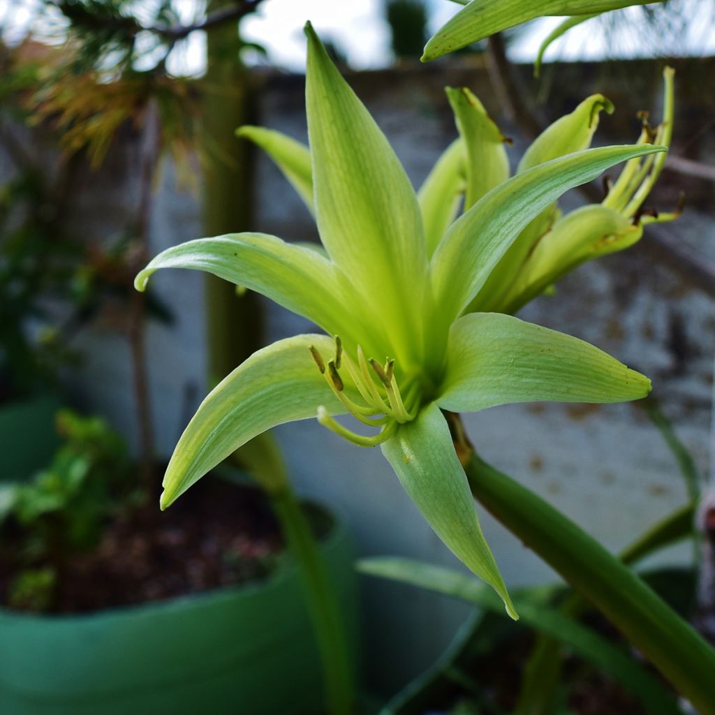 Amaryllis Evergreen - Hippeastrum