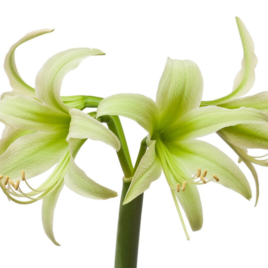 Amaryllis Evergreen - Hippeastrum