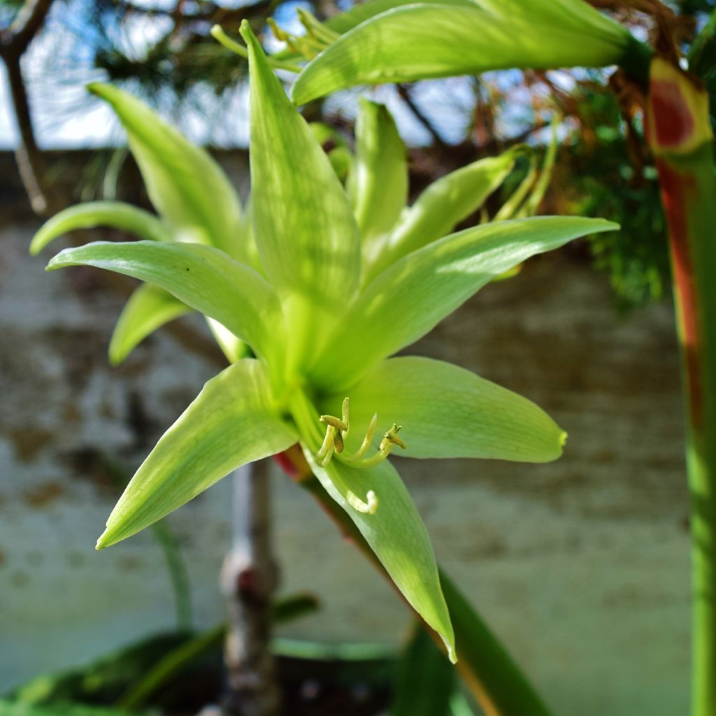 Amaryllis Evergreen - Hippeastrum