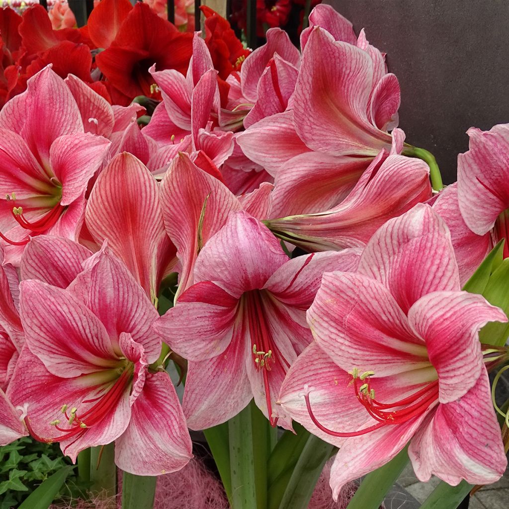 Amaryllis Gervase - Hippeastrum