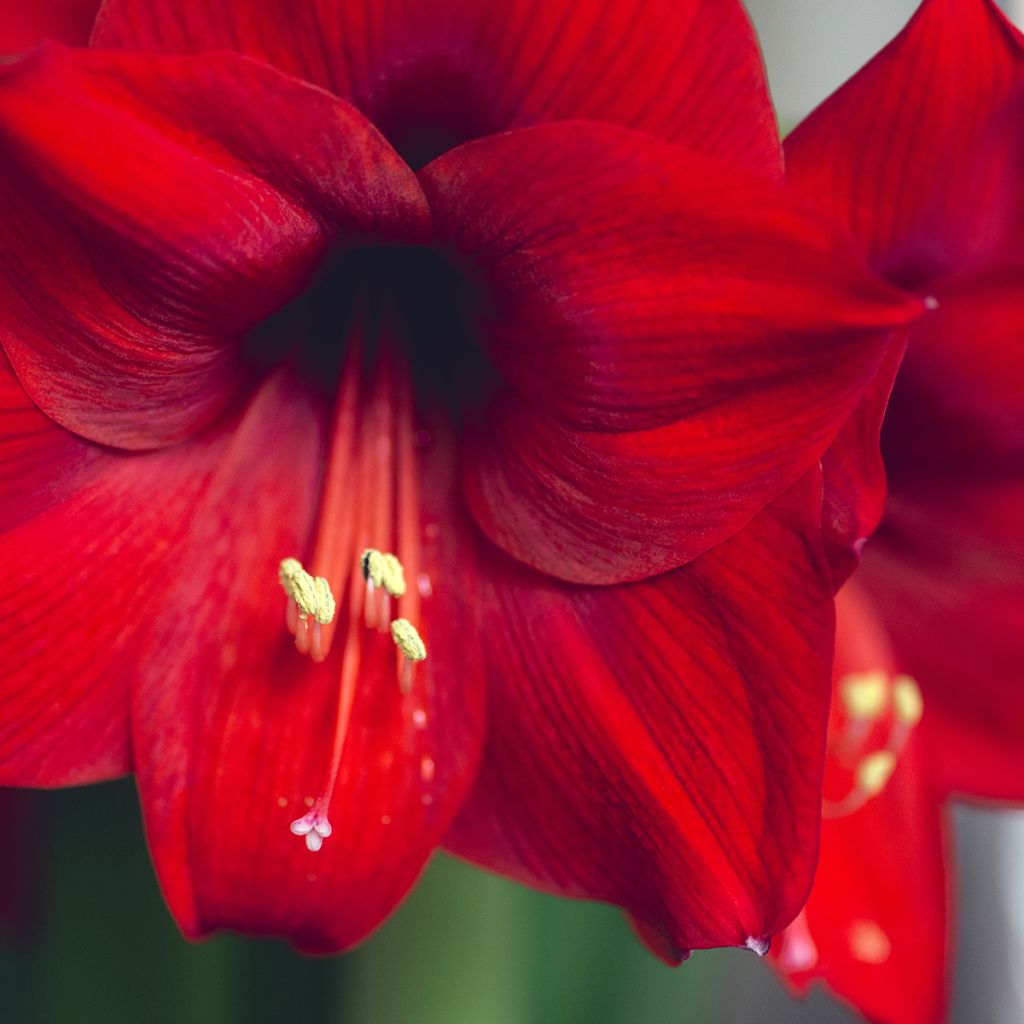 Amaryllis Grand Diva - Hippeastrum