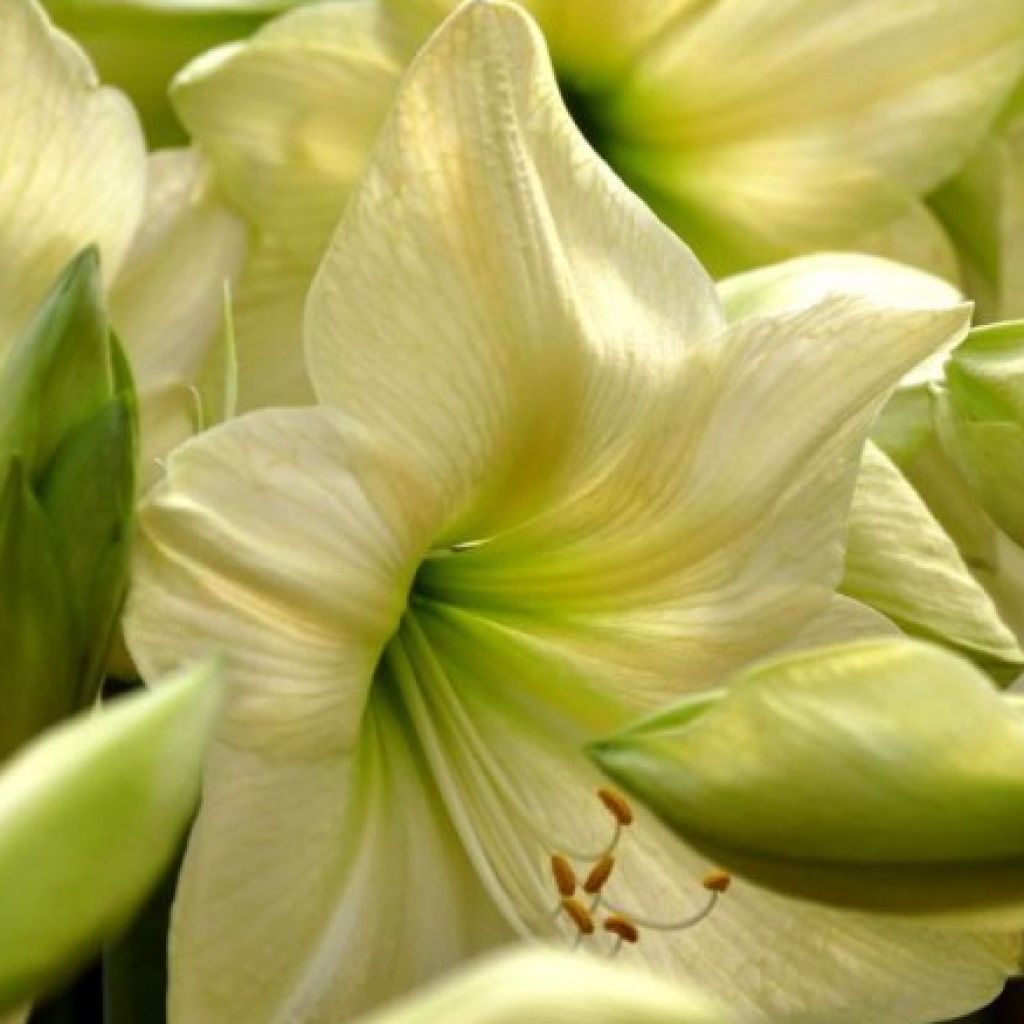 Amaryllis Lemon Star - Hippeastrum