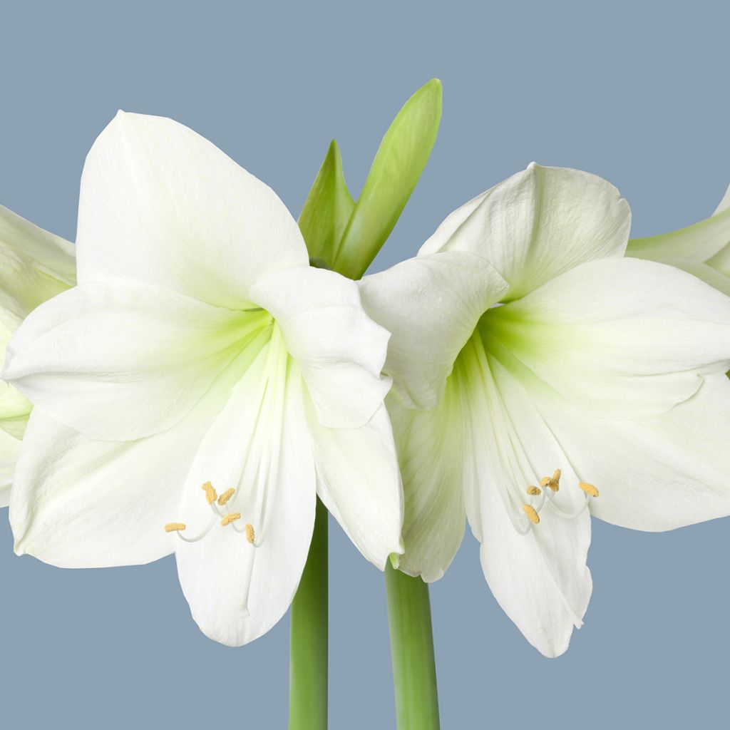 Amaryllis Luna - Hippeastrum