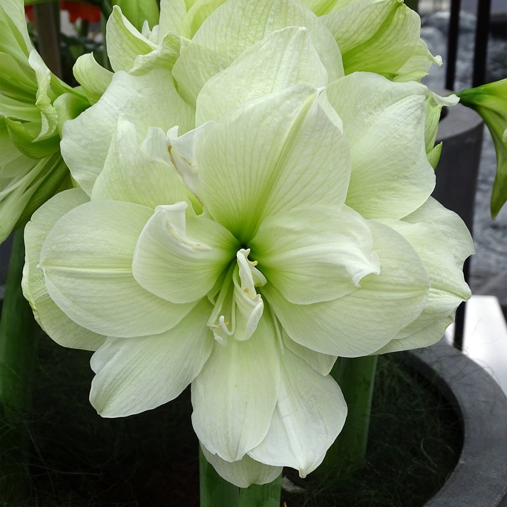 Amaryllis Marilyn - Hippeastrum