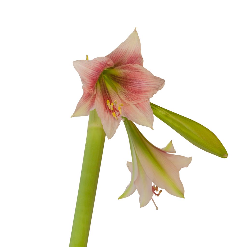 Amaryllis Misty - Hippeastrum