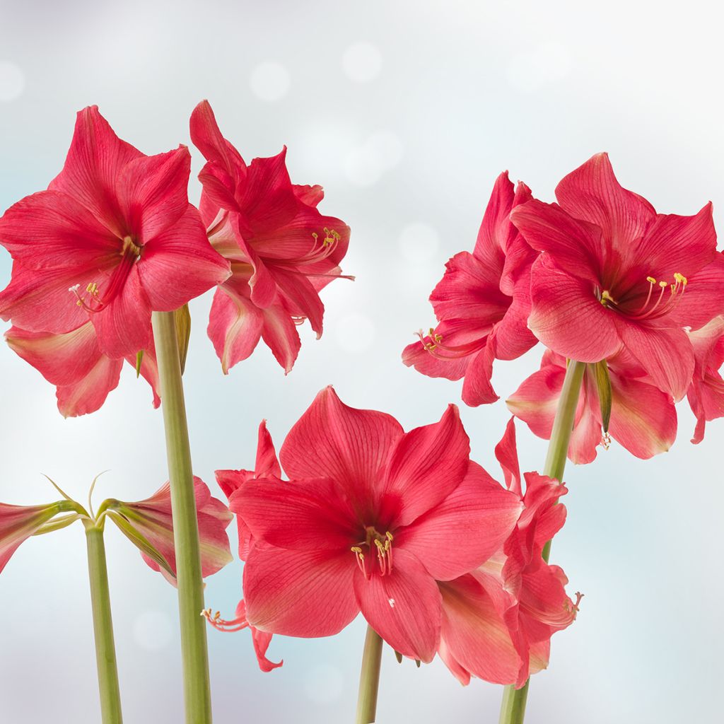 Amaryllis Pink Surprise - Hippeastrum