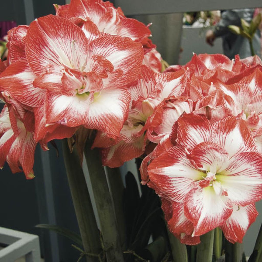 Amaryllis Double Promise