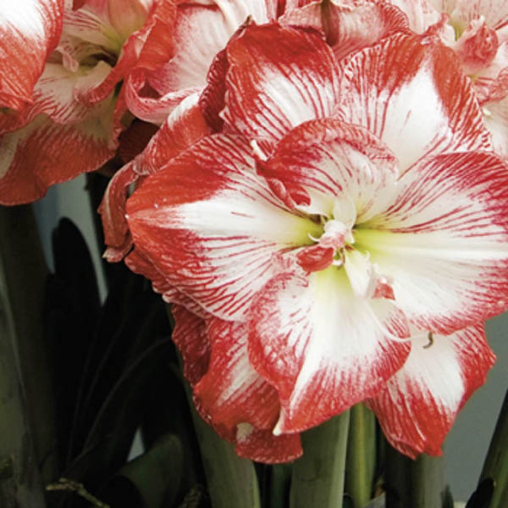 Amaryllis Double Promise