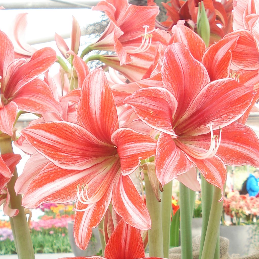 Amaryllis Pyjama Party - Hippeastrum nain rose-rouge strié de blanc.