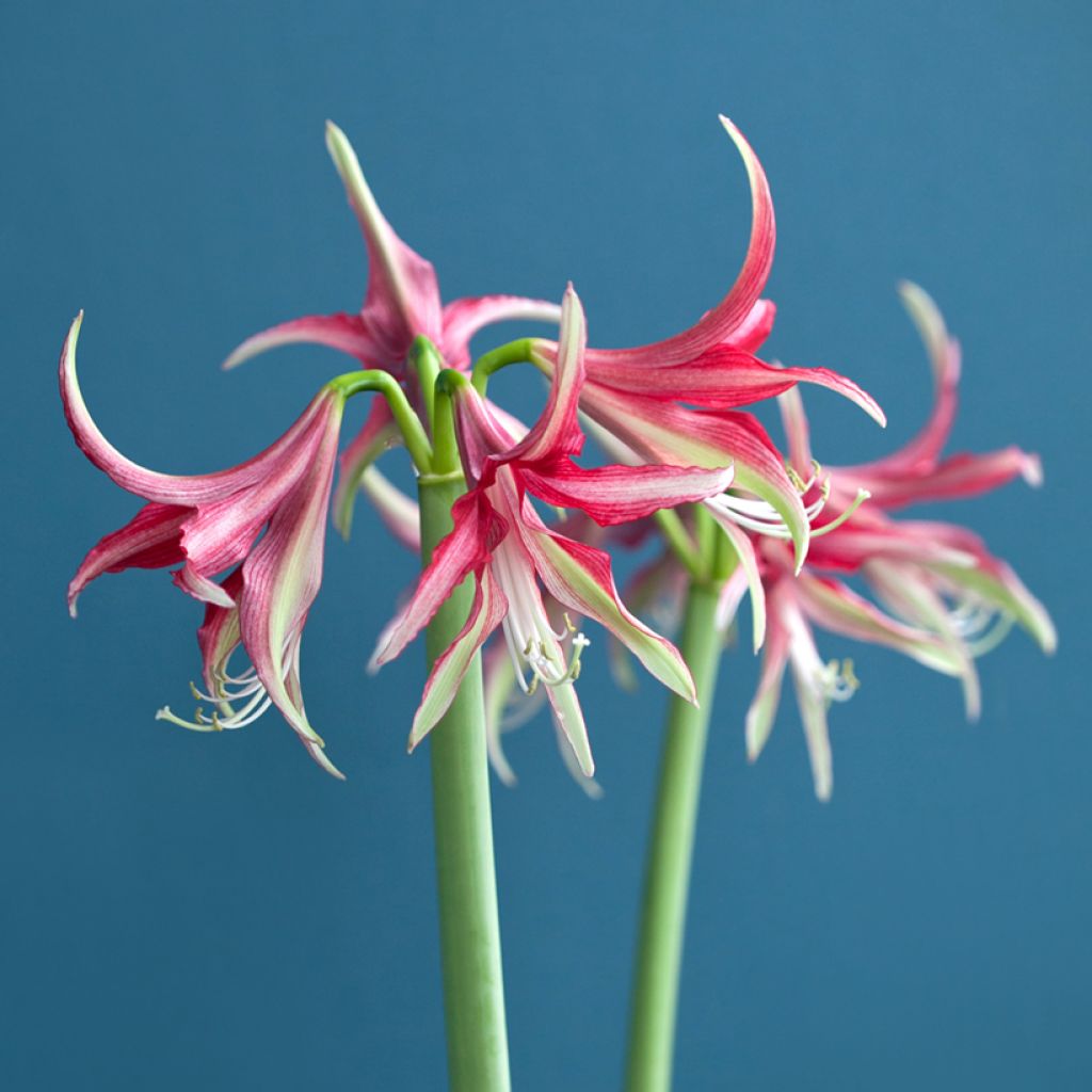 Amaryllis Quito - HIppeastrum Cybister