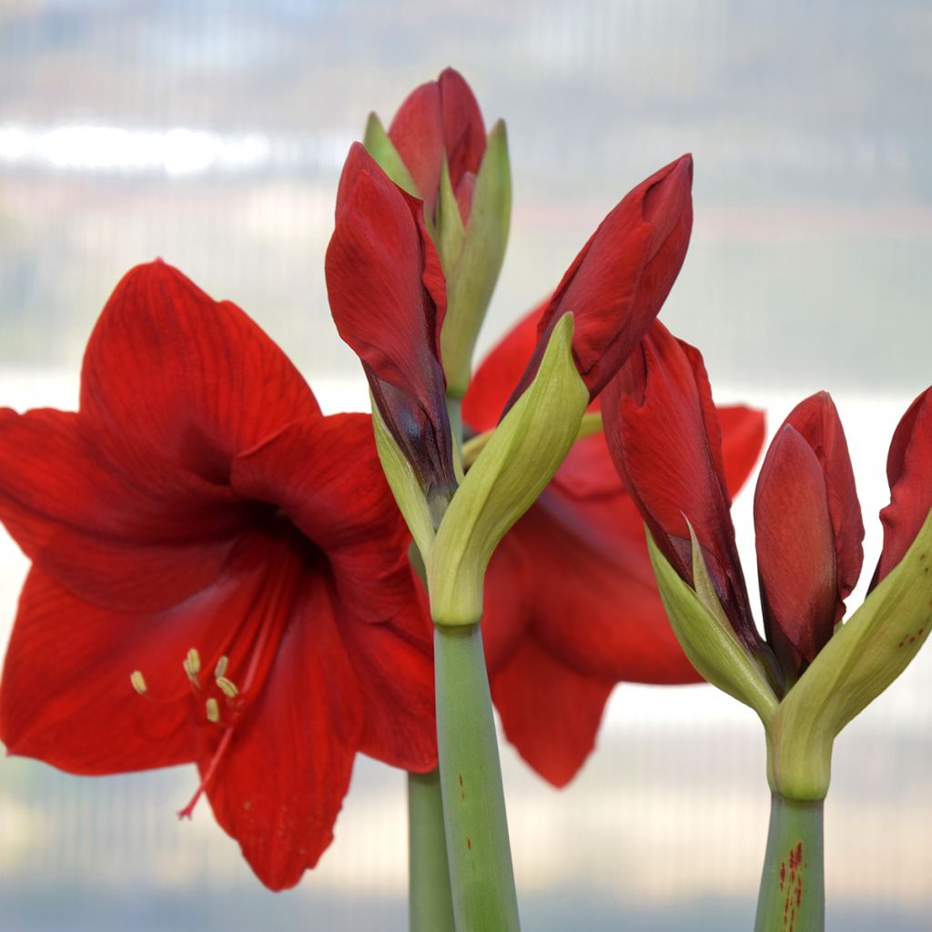 Amaryllis Red Lion - Hippeastrum