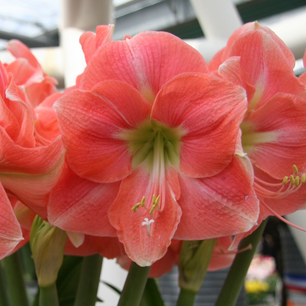 Amaryllis Rosalie - Hippeastrum rose saumon et blanc, gorge verte.