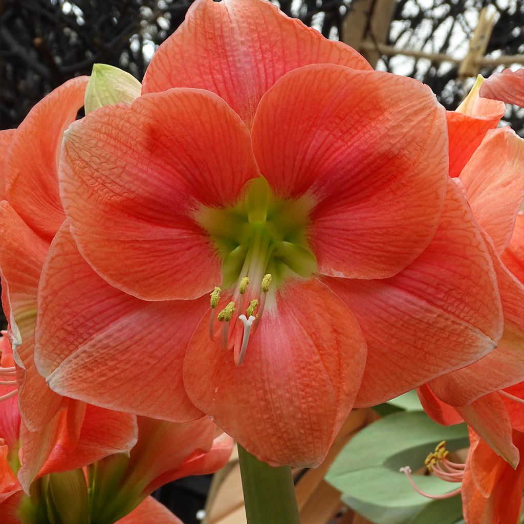 Amaryllis Rosalie - Hippeastrum