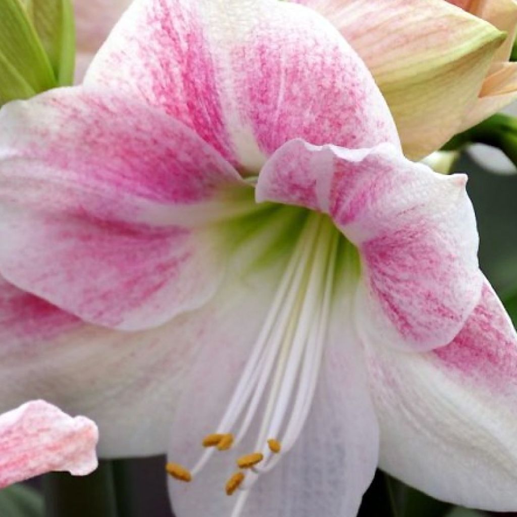 Amaryllis Rosy Star - Hippeastrum