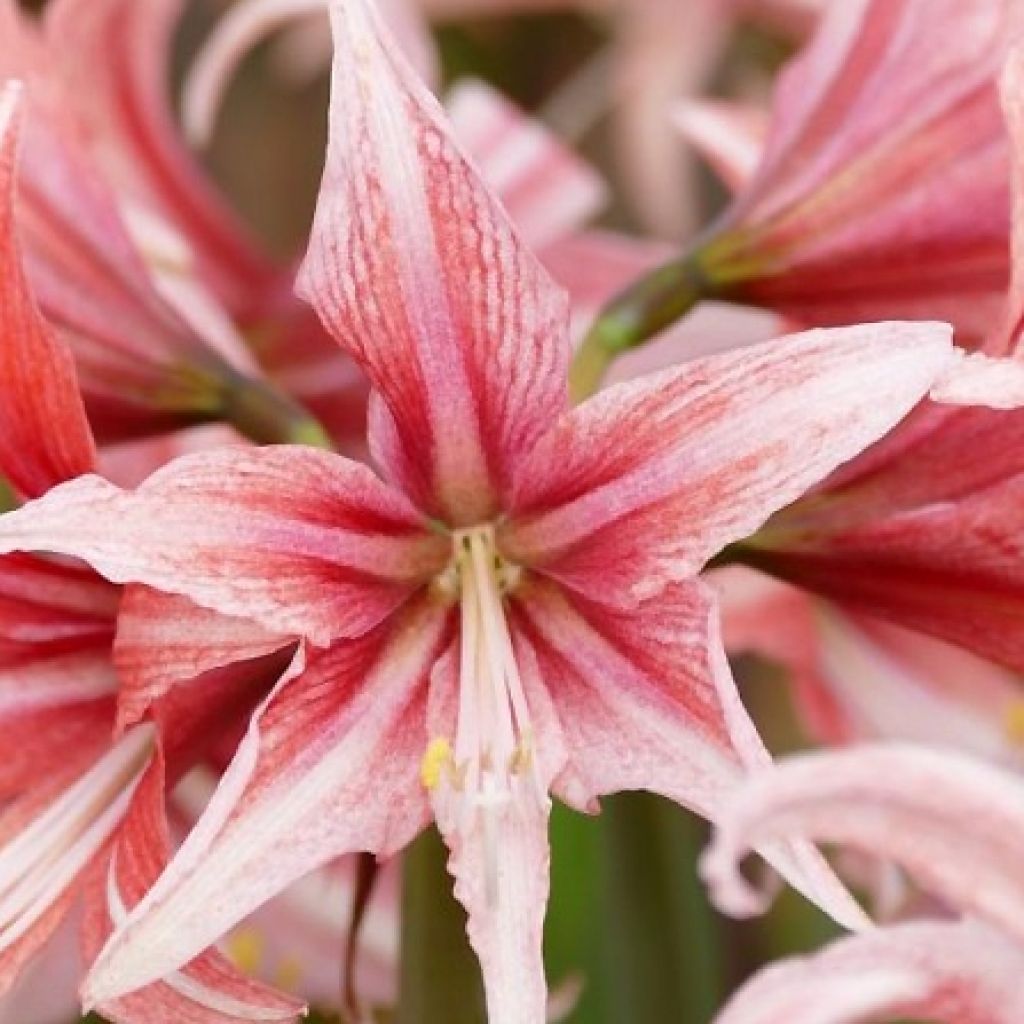 Amaryllis Sweet Lilian - Hippeastrum