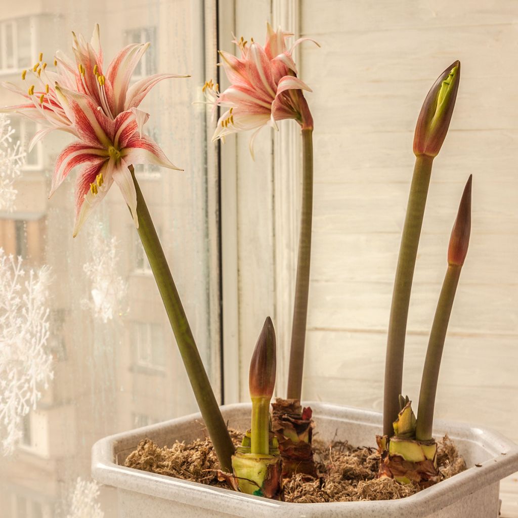 Amaryllis Sweet Lilian - Hippeastrum