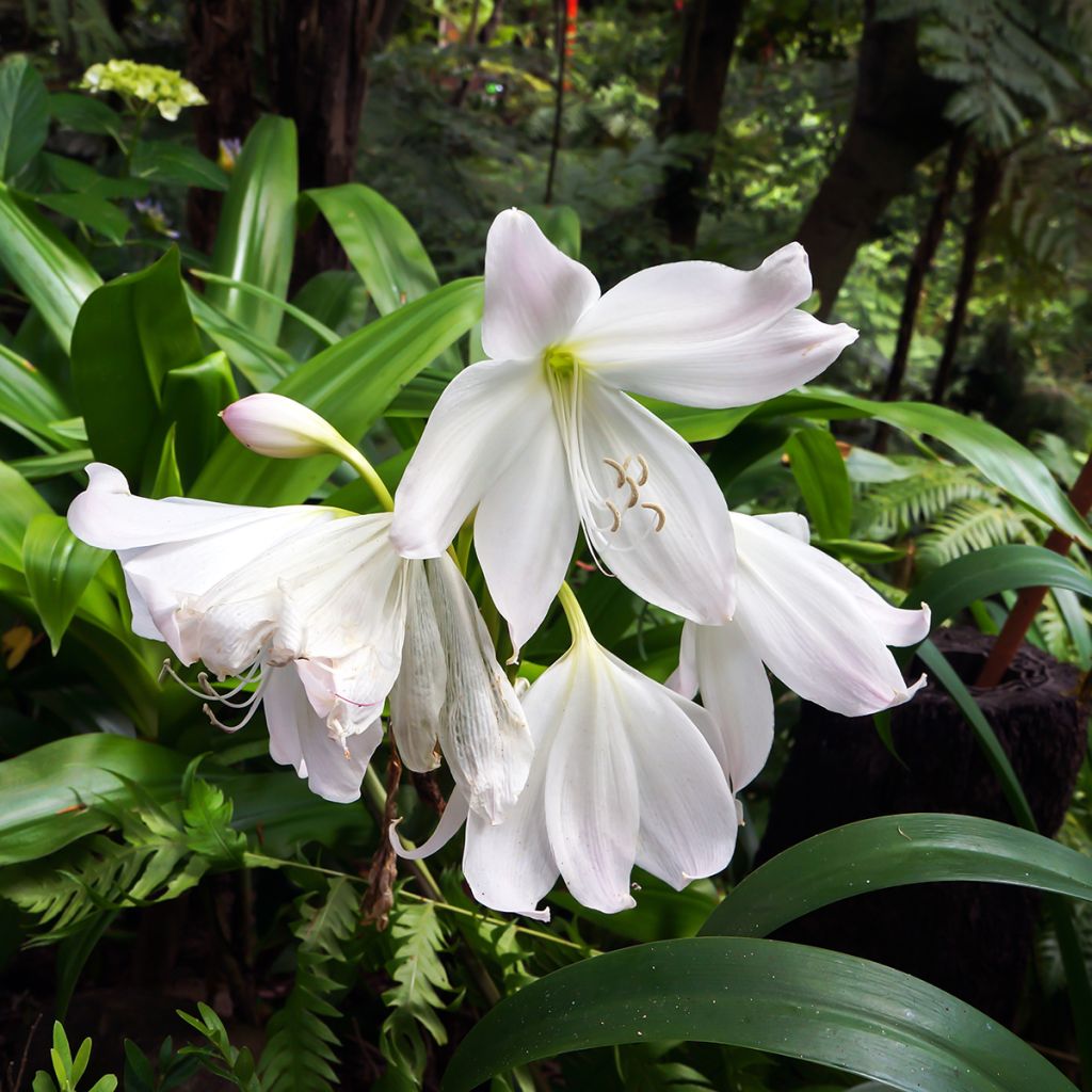 Amaryllis belladonna Alba - Amarillide d'estate